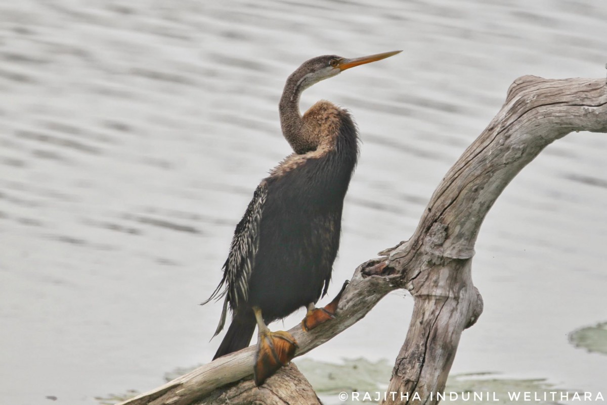 Anhinga melanogaster Pennant, 1769